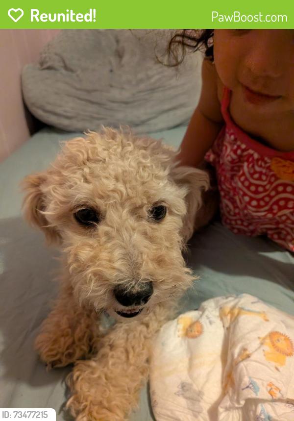 Reunited Female Dog last seen 8th st, Yuma, AZ 85364