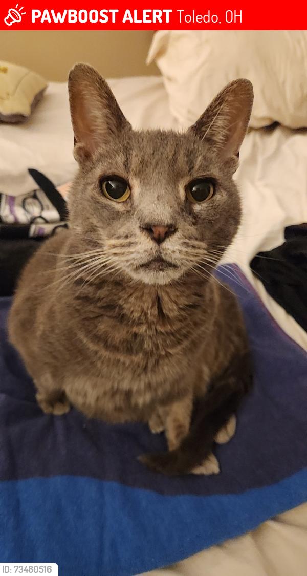 Lost Male Cat last seen Douglas and Monroe Street, Toledo, OH 43606