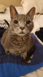 Lost Male Cat last seen Douglas and Monroe Street, Toledo, OH 43606