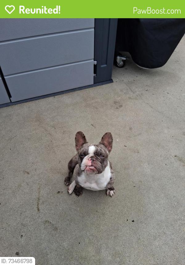 Reunited Female Dog last seen Yosemite and El vista, Modesto, CA 95354