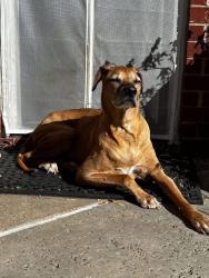 Lost Male Dog last seen Trinity ests Benbrook TX, Benbrook, TX 76126