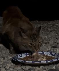 Found/Stray Unknown Cat last seen West road, La Habra Heights, CA 90631