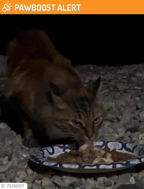 Found/Stray Unknown Cat last seen West road, La Habra Heights, CA 90631