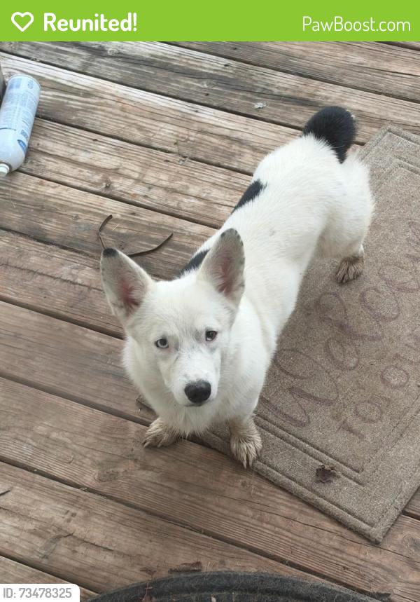 Reunited Male Dog last seen North Rusk st in Weatherford, Weatherford, TX 76086