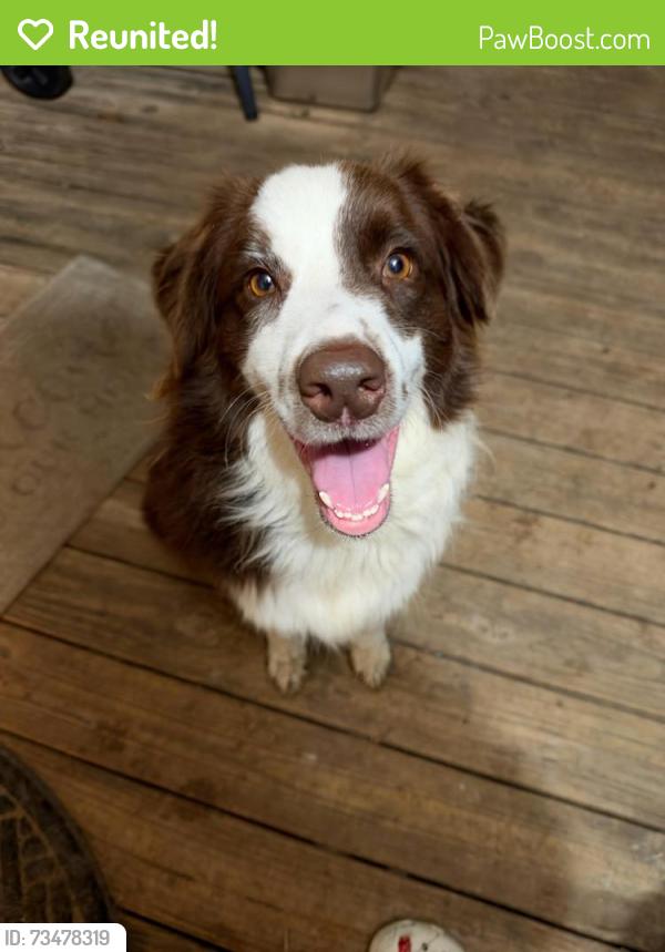 Reunited Male Dog last seen Rusk St in Weatherford, Weatherford, TX 76086