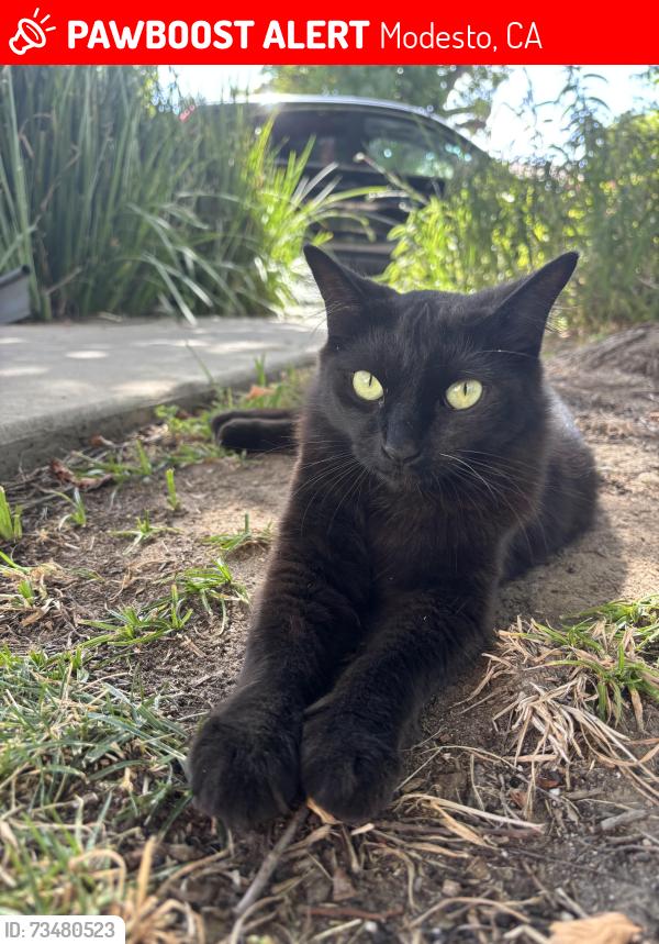 Lost Female Cat last seen Roseburg square, Modesto, CA 95350