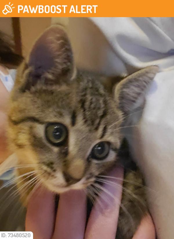 Found/Stray Male Cat last seen Battleground, Cherokee County, SC 29368