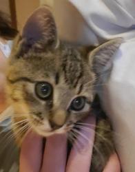 Found/Stray Male Cat last seen Battleground, Cherokee County, SC 29368