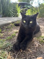 Lost Female Cat last seen Roseburg square, Modesto, CA 95350