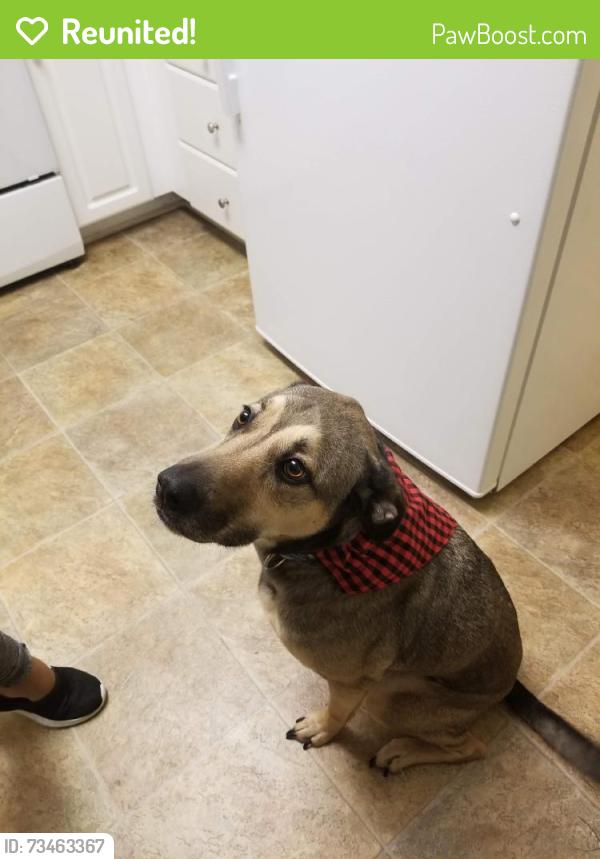 Reunited Male Dog last seen Near Broadway Ln, Lemon Grove, CA 91945, USA, Lemon Grove, CA 91945