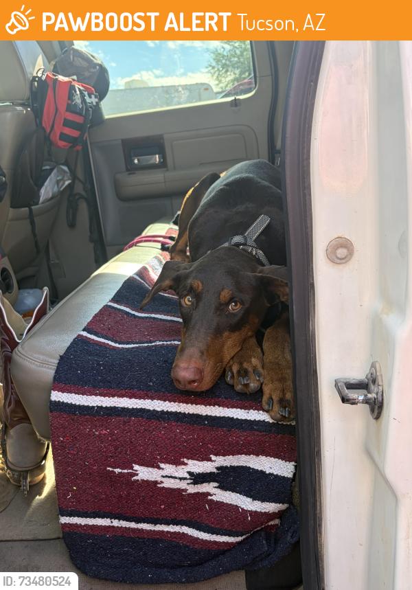 Found/Stray Female Dog last seen Prince and Columbia near diamond event center, Tucson, AZ 85705