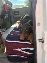 Found/Stray Female Dog last seen Prince and Columbia near diamond event center, Tucson, AZ 85705