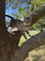 Lost Male Cat last seen Woodranch, Danville, CA 94506