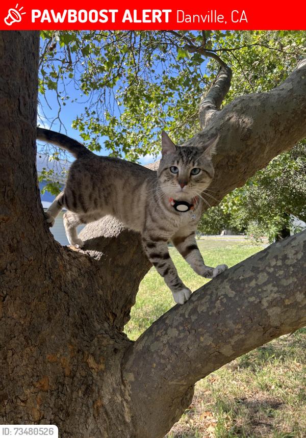Lost Male Cat last seen Woodranch, Danville, CA 94506