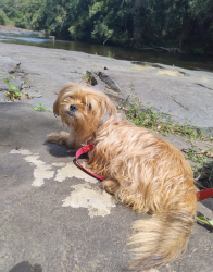Lost Female Dog last seen Rua José Batista campos Aeroporto de Itanhaem, Jardim Oásis, SP 11740-000