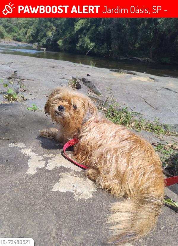 Lost Female Dog last seen Rua José Batista campos Aeroporto de Itanhaem, Jardim Oásis, SP 11740-000