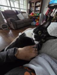 Lost Male Cat last seen Flyway View Ln and Wood Duck Way, Alabaster, AL 35007