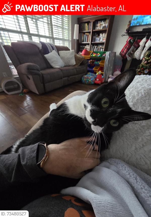 Lost Male Cat last seen Flyway View Ln and Wood Duck Way, Alabaster, AL 35007