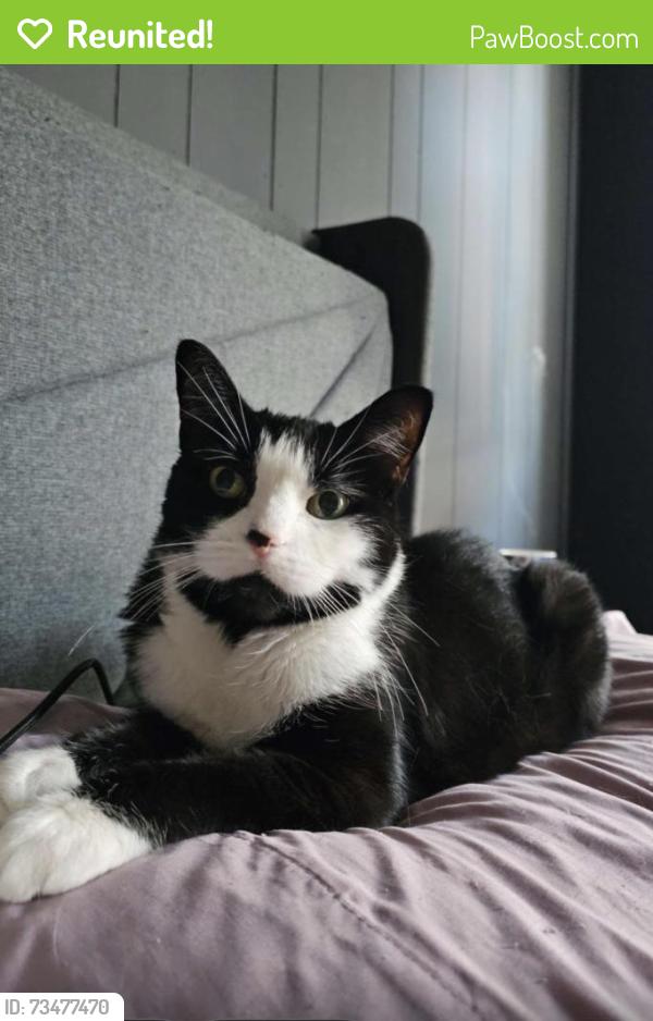 Reunited Female Cat last seen 7th St & Mckean St, Philadelphia, PA 19148