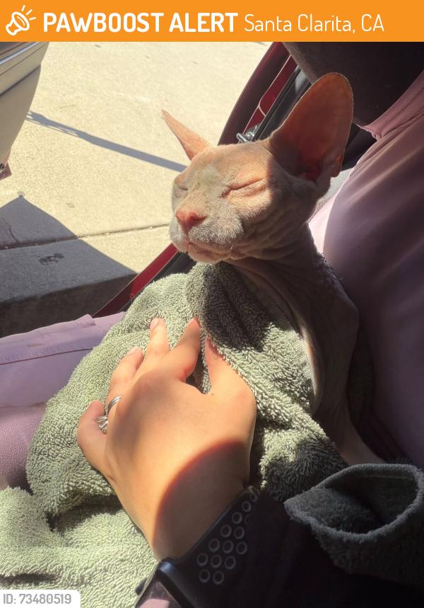 Found/Stray Unknown Cat last seen Vicci St and Walnut Springs Ave, Santa Clarita, CA 91351