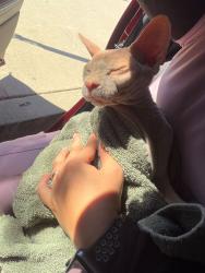 Found/Stray Unknown Cat last seen Vicci St and Walnut Springs Ave, Santa Clarita, CA 91351