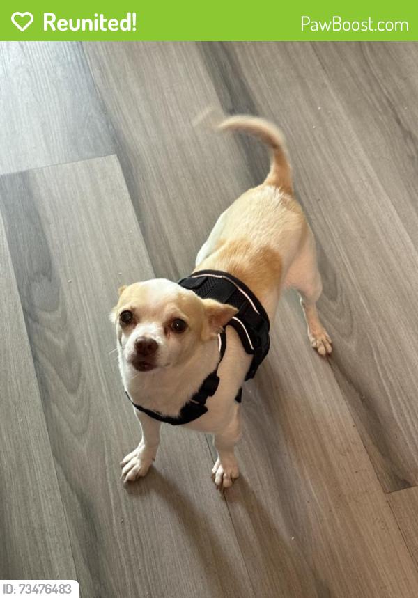 Reunited Male Dog last seen Near Samuel Ave, Oxnard, CA 93033, USA, Oxnard, CA 93033