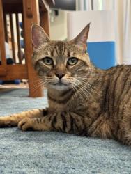 Reunited Female Cat last seen South Rose Hill Between the High School at 116th, Kirkland, WA 98033