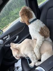 Lost Male Dog last seen Strawberry loop trail, North Bonneville, WA 98648