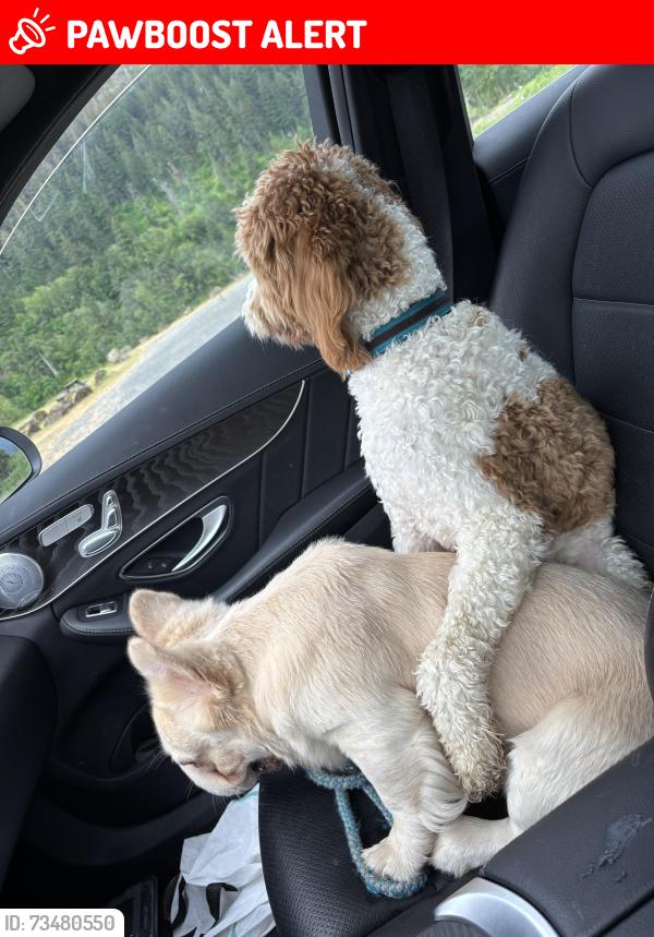Lost Male Dog last seen Strawberry loop trail, North Bonneville, WA 98648