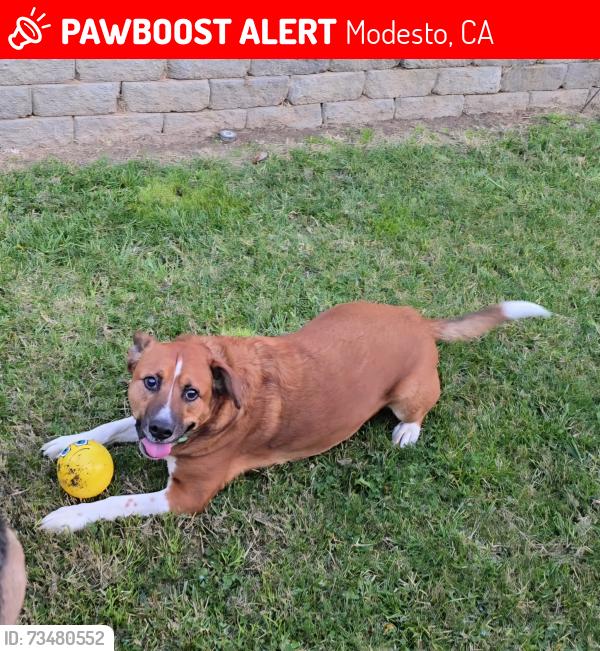 Lost Male Dog last seen Prescott, Modesto, CA 95350