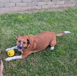 Lost Male Dog last seen Prescott, Modesto, CA 95350