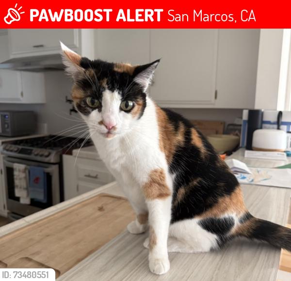 Lost Female Cat last seen La Noche, San Marcos, CA 92078