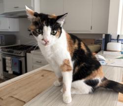 Lost Female Cat last seen La Noche, San Marcos, CA 92078