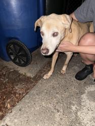 Reunited Female Dog last seen Welford and Sheffield, Raleigh, NC 27610
