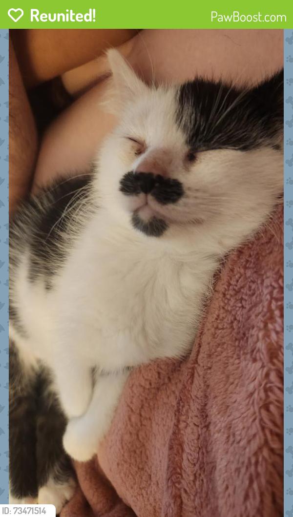 Reunited Male Cat last seen Cornwell, Westlake, OH 44145