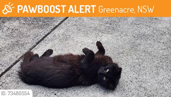 Found/Stray Female Cat last seen Maiden street, Greenacre, NSW 2190