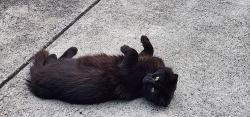 Found/Stray Female Cat last seen Maiden street, Greenacre, NSW 2190