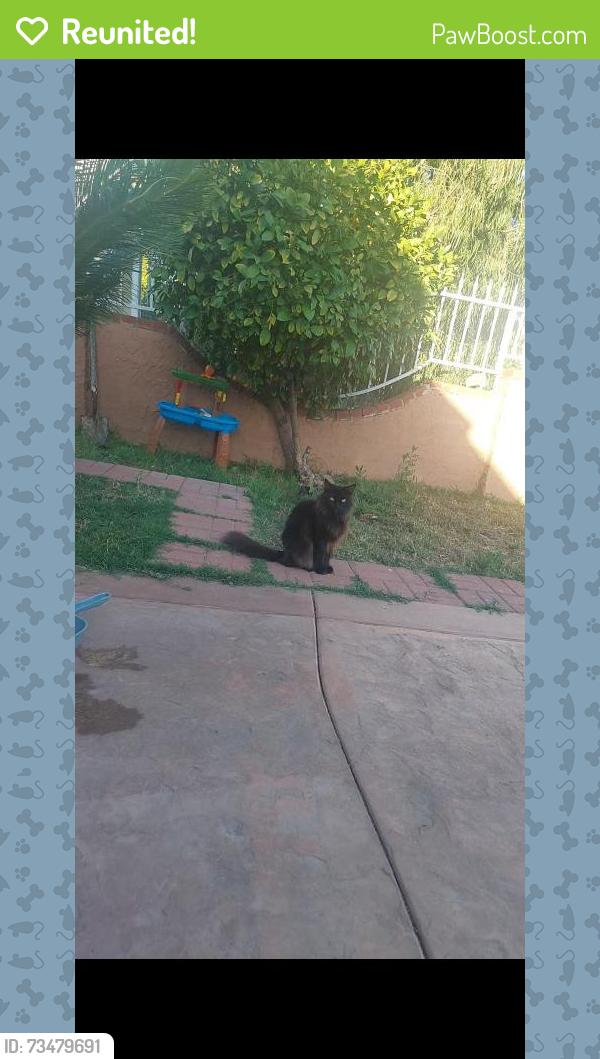 Reunited Female Cat last seen Cohasset street and cedros, Los Angeles, CA 91405