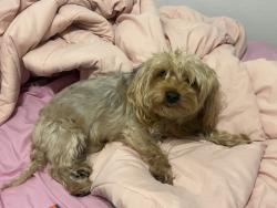 Lost Male Dog last seen 55th ave Eliot rd, Phoenix, AZ 85041
