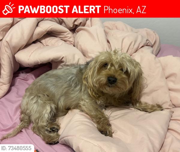 Lost Male Dog last seen 55th ave Eliot rd, Phoenix, AZ 85041