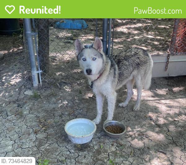 Reunited Male Dog last seen Near Happy Canyon Dr, Dallas, TX 75241