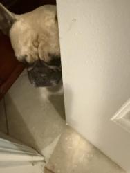 Found/Stray Female Dog last seen Ironwood and Walter, Moreno Valley, CA 92557