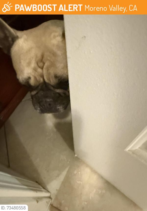 Found/Stray Female Dog last seen Ironwood and Walter, Moreno Valley, CA 92557