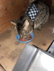 Found/Stray Unknown Cat last seen 23rd ave s/ 26th st s, Fargo, ND 58103