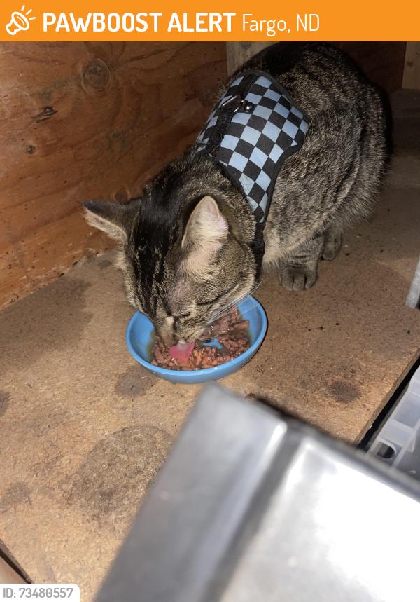 Found/Stray Unknown Cat last seen 23rd ave s/ 26th st s, Fargo, ND 58103