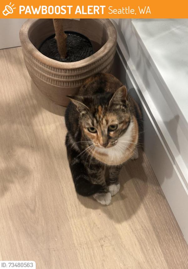 Found/Stray Female Cat last seen Near south plum street, Seattle, WA 98144