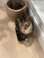 Found/Stray Female Cat last seen Near south plum street, Seattle, WA 98144