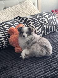 Reunited Female Dog last seen Jones and flamingo, Las Vegas, NV 89103