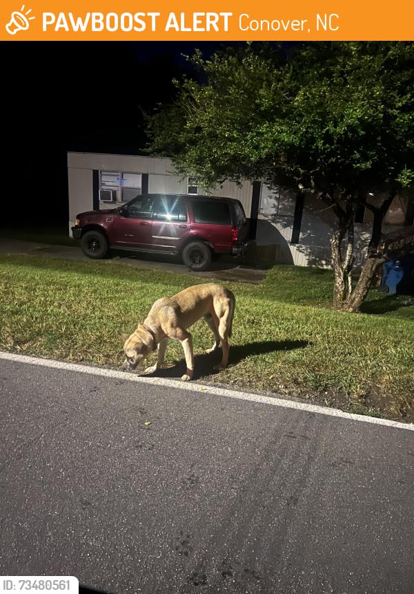 Found/Stray Unknown Dog last seen Next to what appeared to be a restaurant that’s bright yellow, Conover, NC 28613