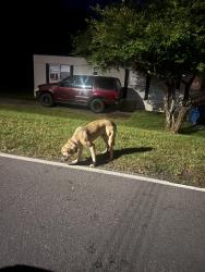 Found/Stray Unknown Dog last seen Next to what appeared to be a restaurant that’s bright yellow, Conover, NC 28613